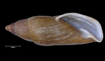Media type: image;   Malacology 32446 Aspect: apertural
